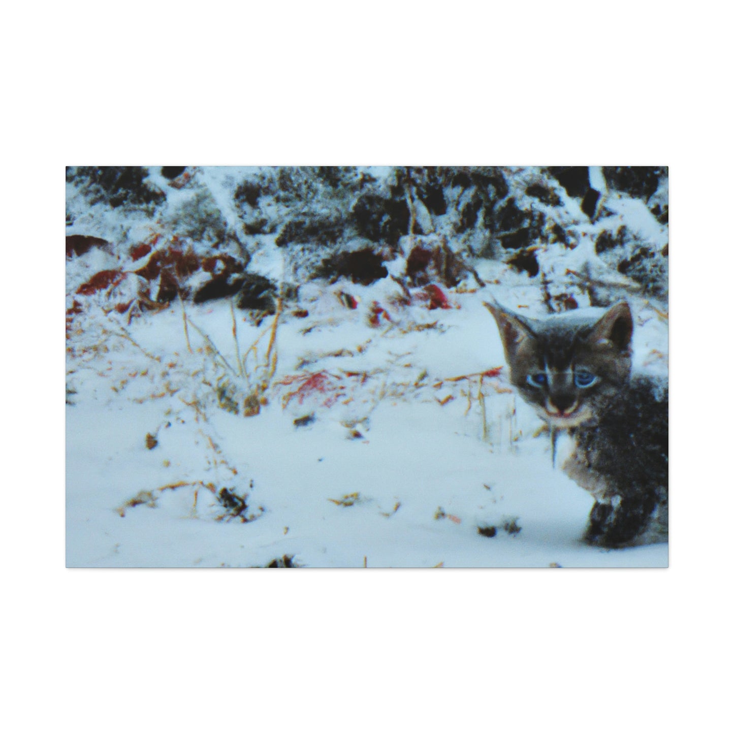 "Brave Kitten in the Frozen Storm" - The Alien Canva