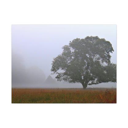 Der einsame Baum auf der nebligen Wiese - The Alien Canva