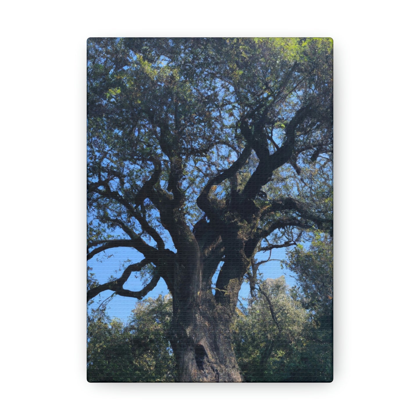 "Wish Keeper: The Magical Tree" - The Alien Canva