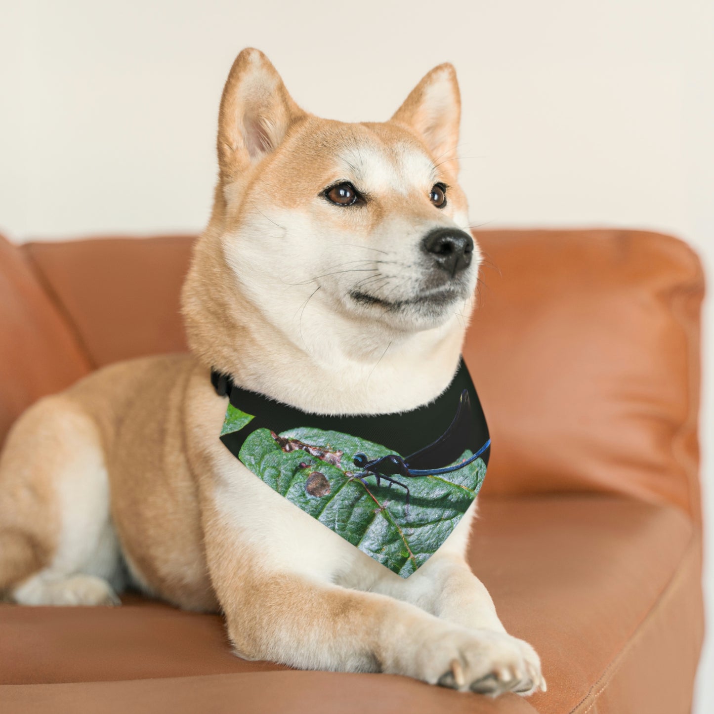 "Un momento de transitoriedad": el collar de bandana para mascotas alienígenas