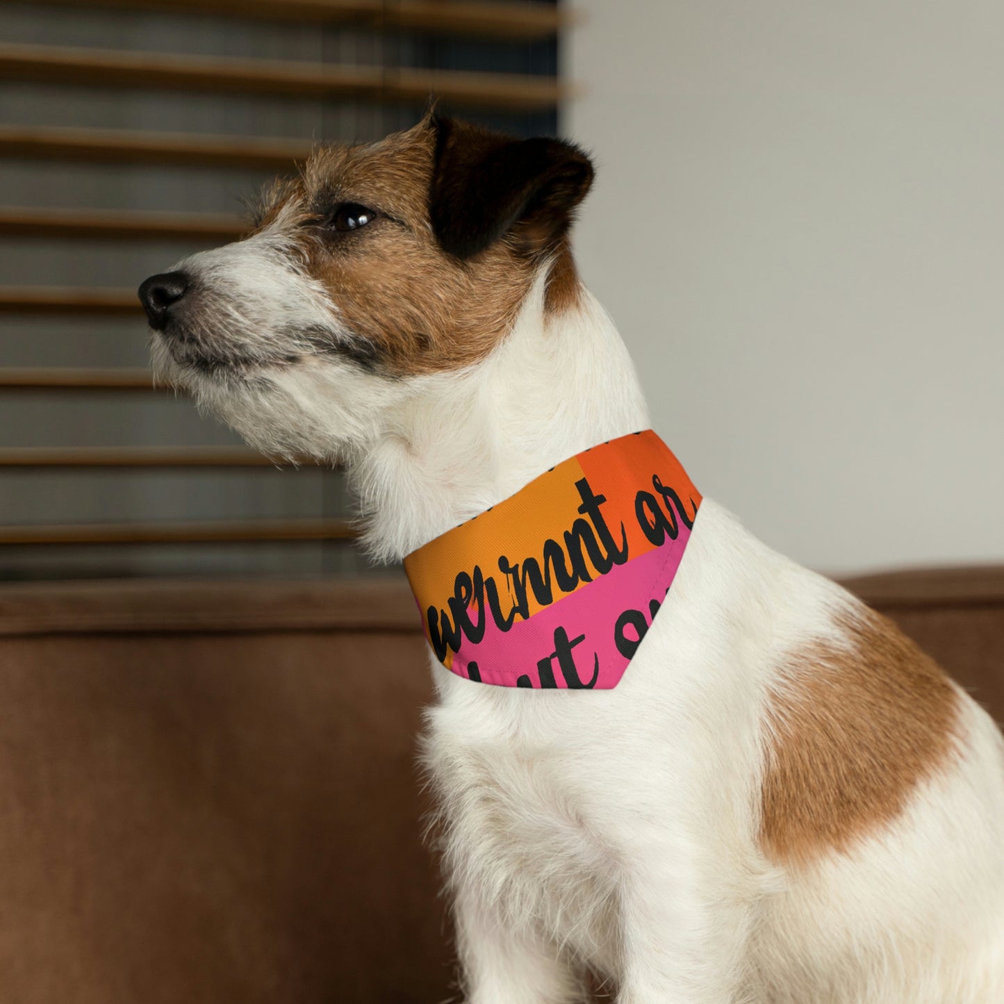 "Valiente frente a las pesadillas": el collar de bandana para mascotas alienígenas