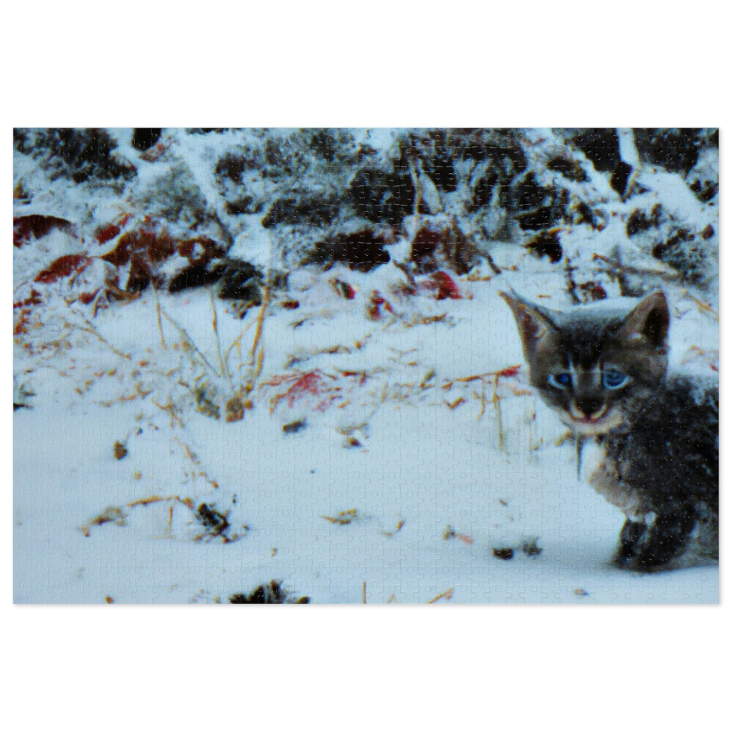 "Gatito valiente en la tormenta congelada" - El rompecabezas alienígena