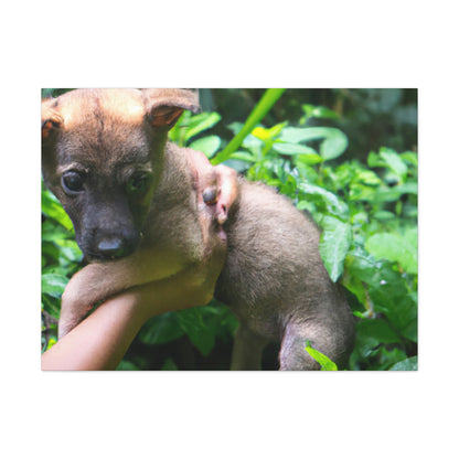 "Perdidos en el bosque: el rescate de un cachorro" - The Alien Canva